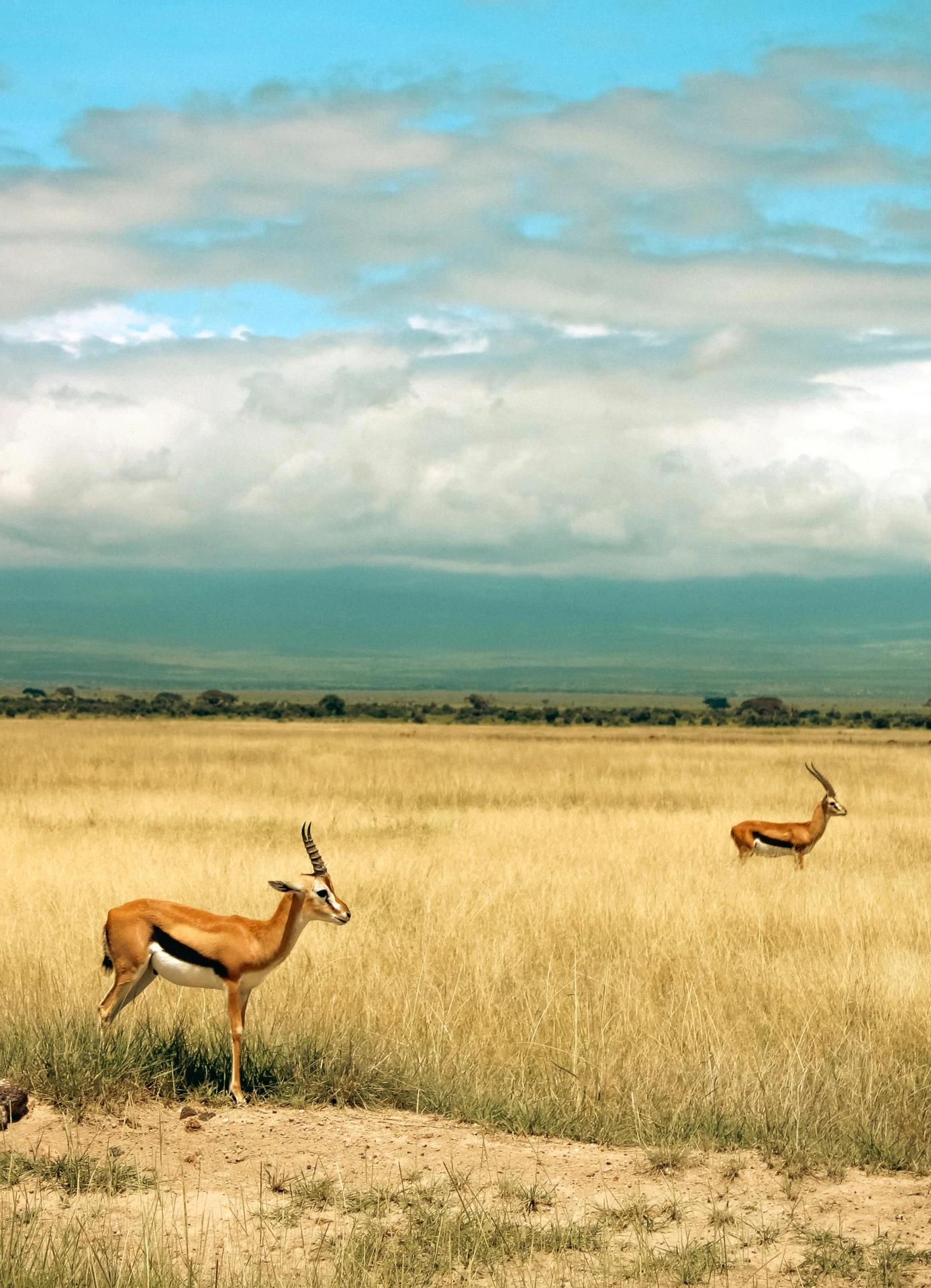 SAMBURU