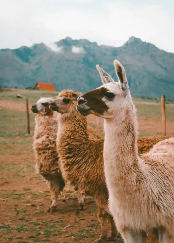 Two llamas in a grassy field