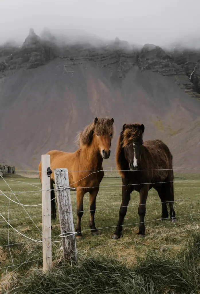 Two horses standing behind a fence in a mountain landscape