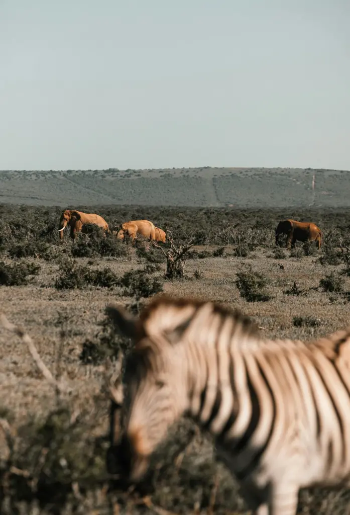 Zebra in the foreground with elephants on the plain